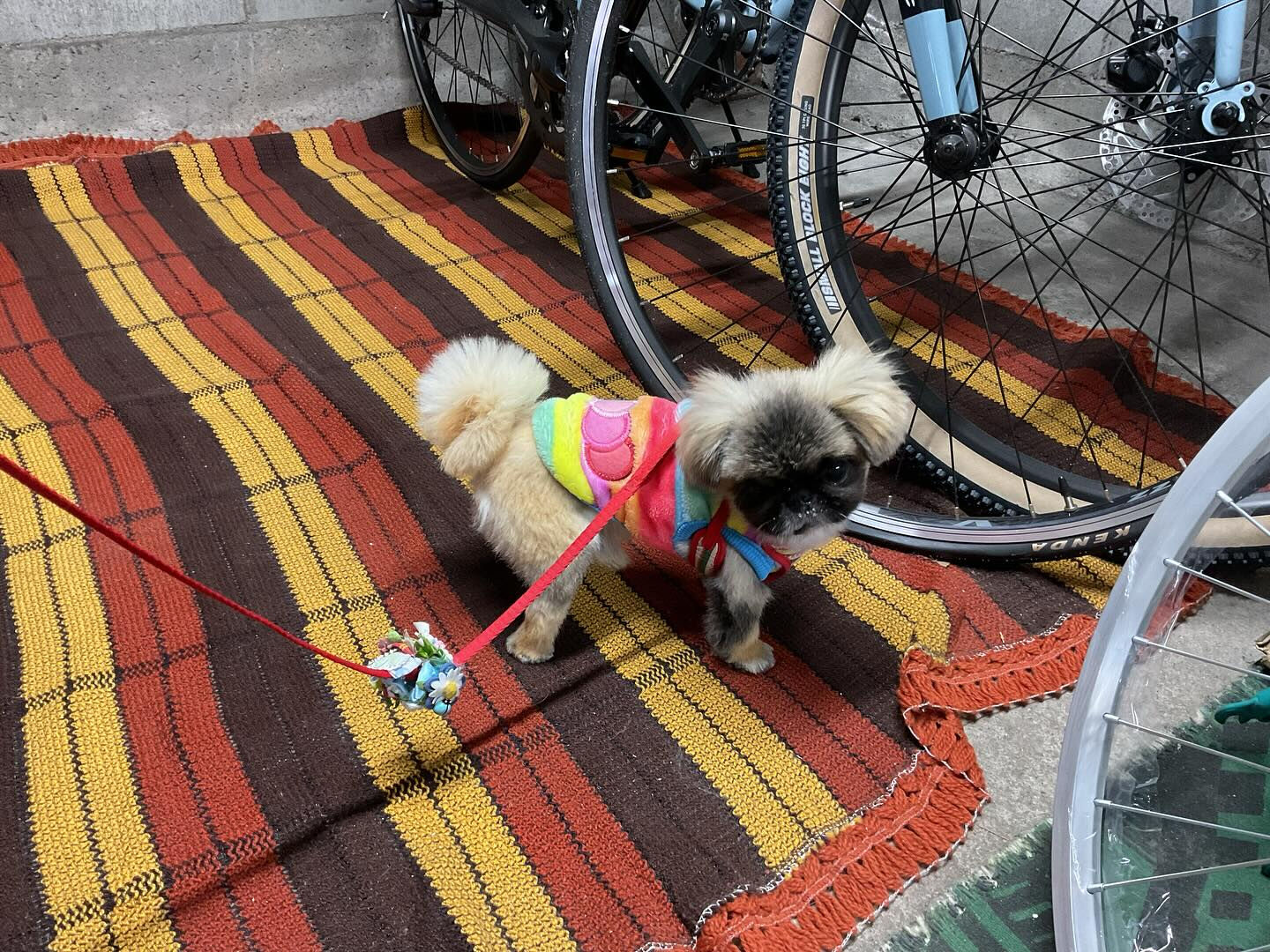 今日はししまるさんが来店してくれました♪